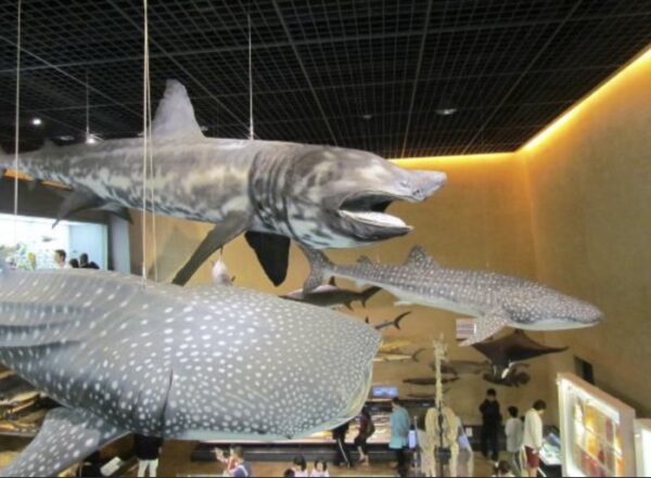 INI池﨑理人(いけざきりひと)は福岡出身!オーディションで違反ダンス?