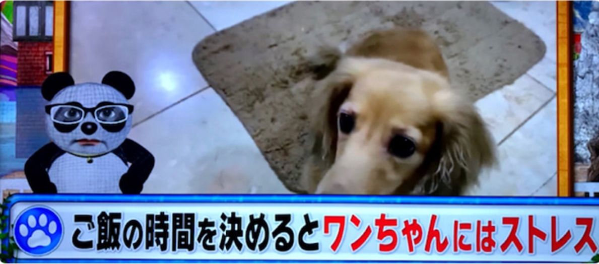 スノーマン(snowman)佐久間大介の父親と母親の職業は？実家はお金持ち！？お兄さんは社長！？