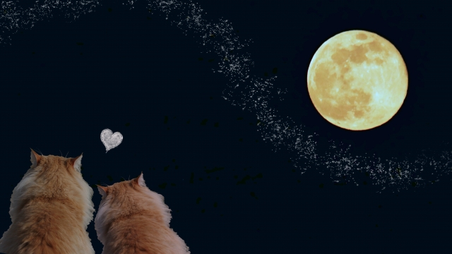 Tani Yuukiの「W/X/Y」はドラマ主題歌?！歌詞に込められた意味とは？